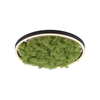 Lampa sufitowa GREEN RITUS Zuma Line 15391-66 zielony