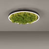 Lampa sufitowa GREEN RITUS Zuma Line 15391-66 zielony
