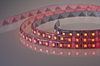 Taśma LED Greenie 1m 120 diod 3528SMD na metr 9.6W/mb wodoodporna IP65 CW Rolka 5m