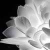 Lampa sufitowa Slamp VELI - FOLIAGE MINI VELCS00FLG00000000EU
