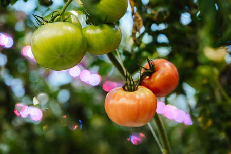 Lampa do uprawy pomidorów Greenie TomatoBooster Professional v2 5m