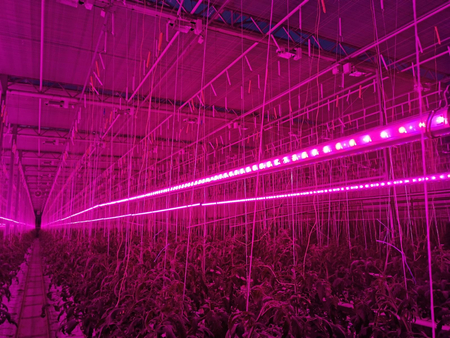 Lampa do uprawy pomidorów Greenie TomatoBooster Professional v2 5m