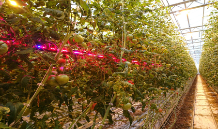 Lampa do uprawy pomidorów Greenie TomatoBooster Professional v2 5m