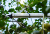 Lampa do uprawy pomidorów Greenie TomatoBooster Professional v2 5m