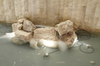 Reflektor podwodny Ares 105256145 Martina Aqua